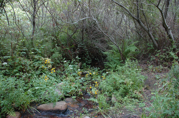 Soberanes Canyon 102.jpg